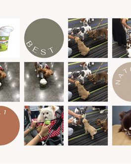 PET Smile Select – Goat Milk Frozen Yogurt for DOG